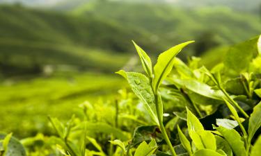 Hotel Thimphu Le Medine- Hotels In Thimphu